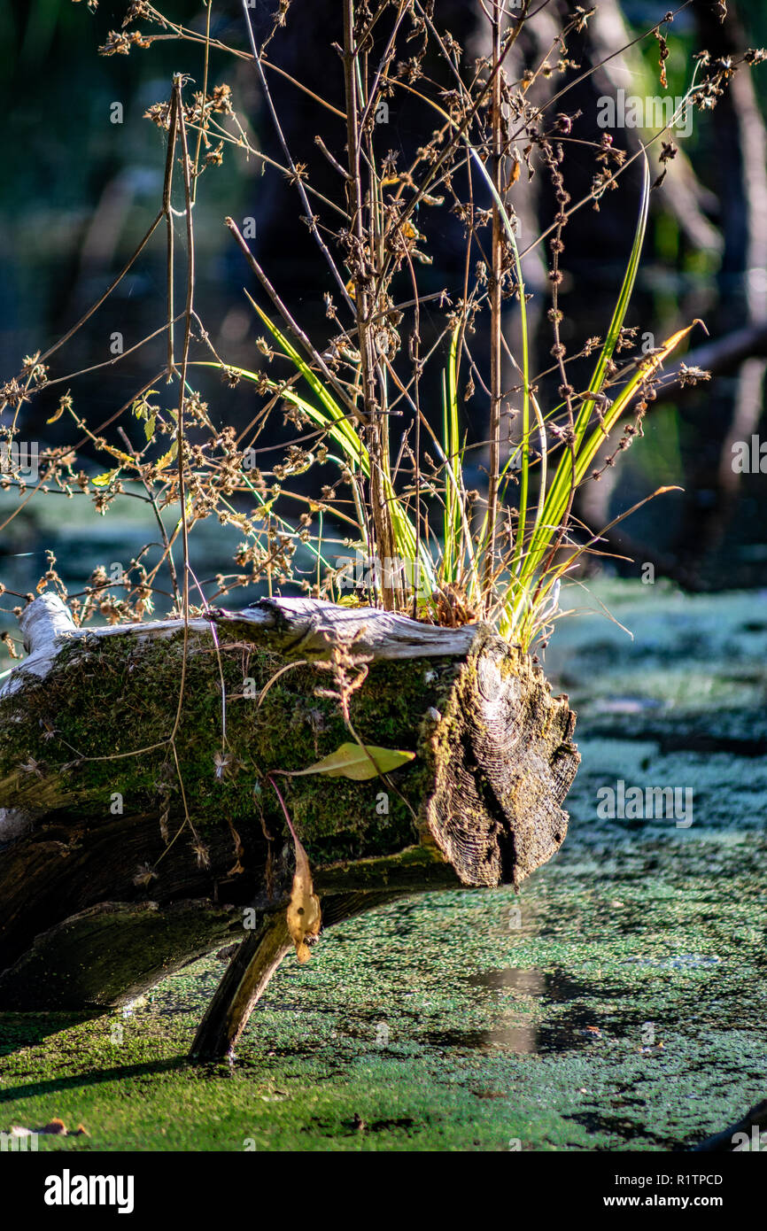 Grass and reed growing on old tree branch over water with duck weed Briesetal Birkenwerder Stock Photo