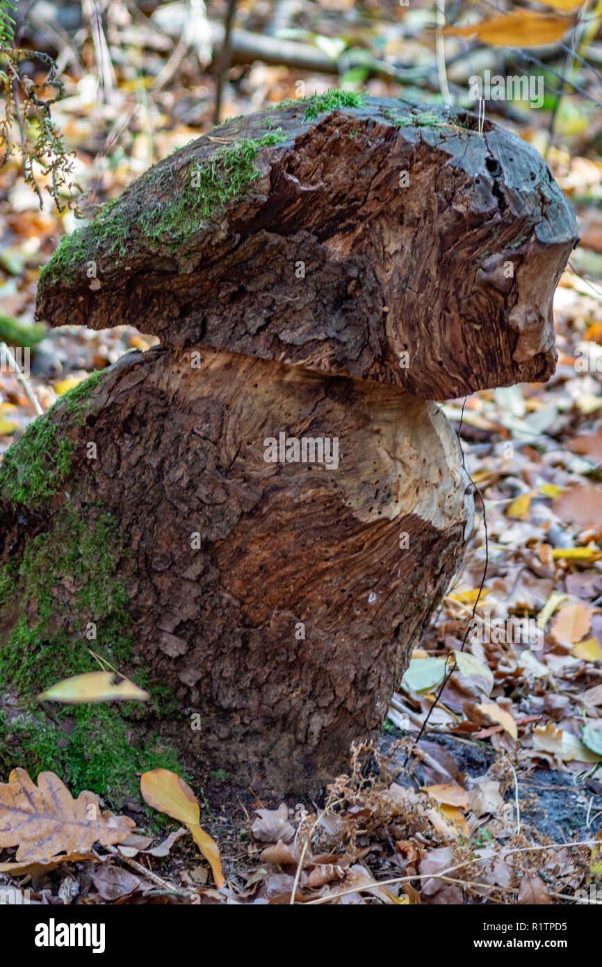 Old tree trunk looking like natural wooden sculpture Briesetal Stock Photo