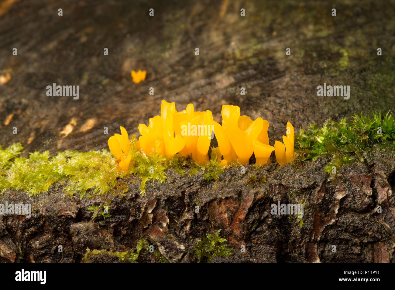 Small stagshorn, Calocera cornea, growing between the bark and wood of a rotten, felled tree stump in rural, coniferous woodland. Dorset England UK GB Stock Photo