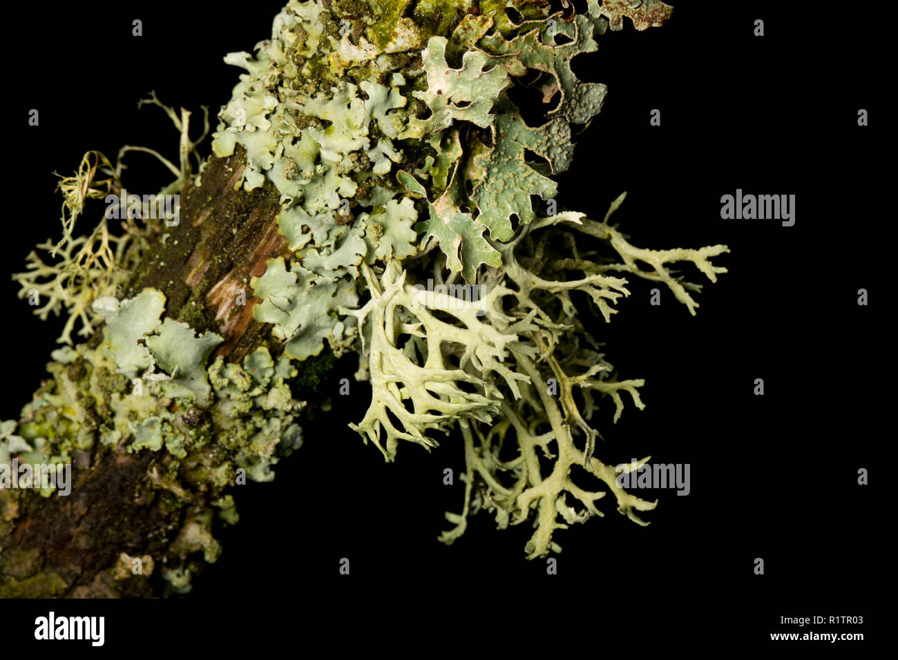 Oak moss lichen, Everania prunastri, growing on a tree branch in an area of rural woodland. Lichens are sensitive to air pollution. The lichen growing Stock Photo