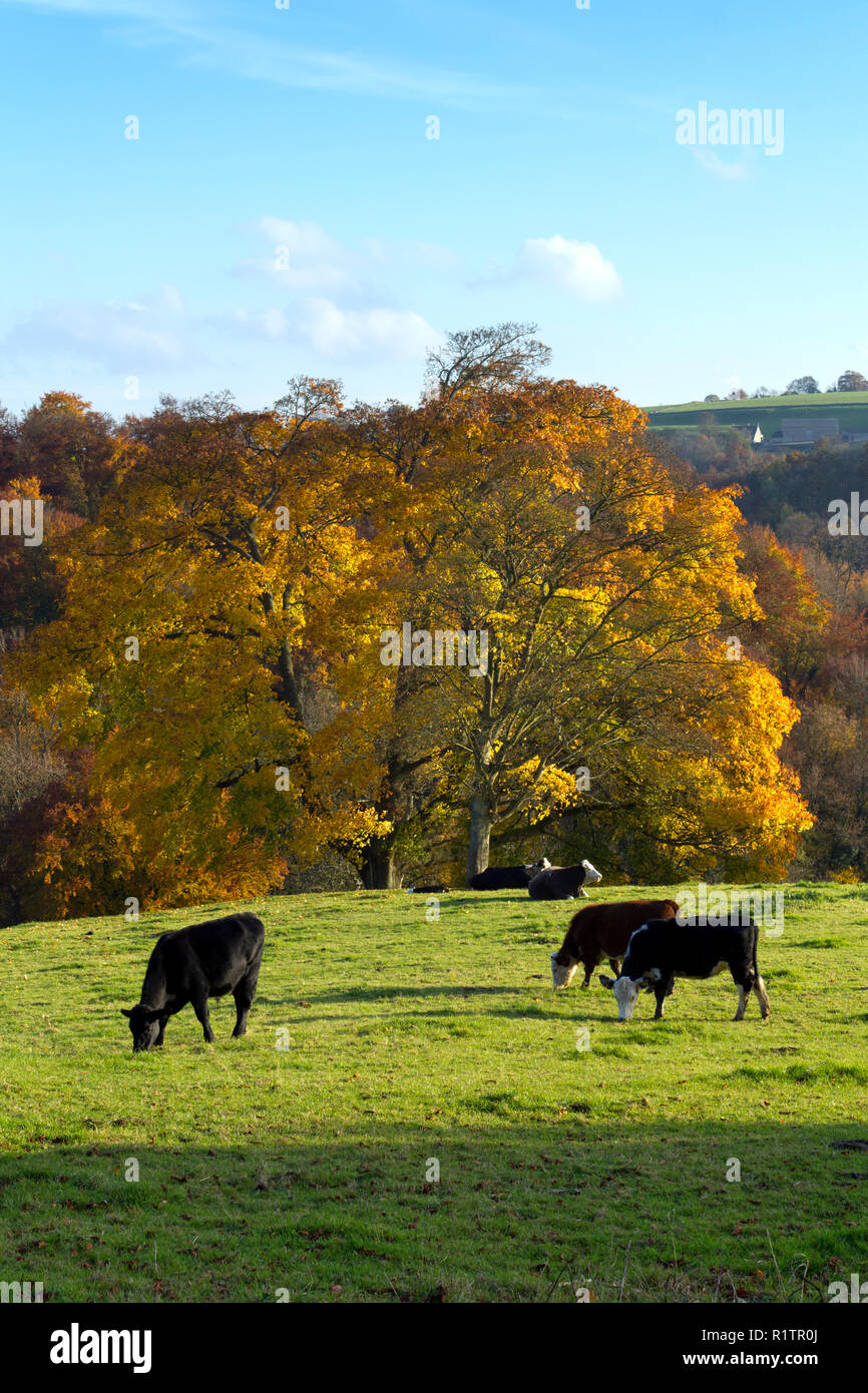 Cattle in the fields above an autumn woodland valley in the Cotswolds near Minchinhampton, Gloucestershire, UK Stock Photo