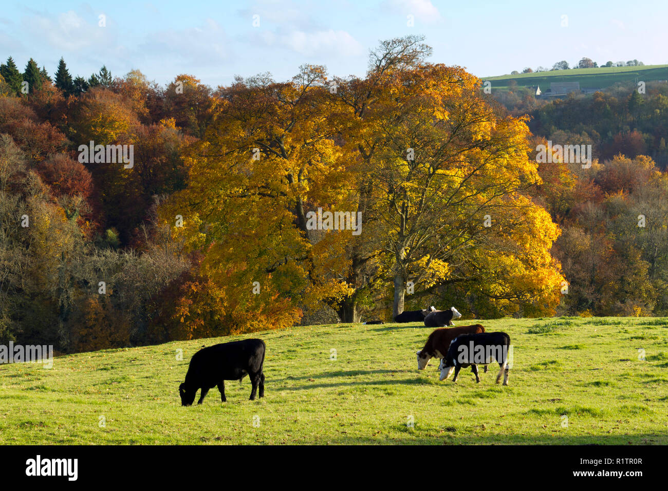 Cattle in the fields above an autumn woodland valley in the Cotswolds near Minchinhampton, Gloucestershire, UK Stock Photo