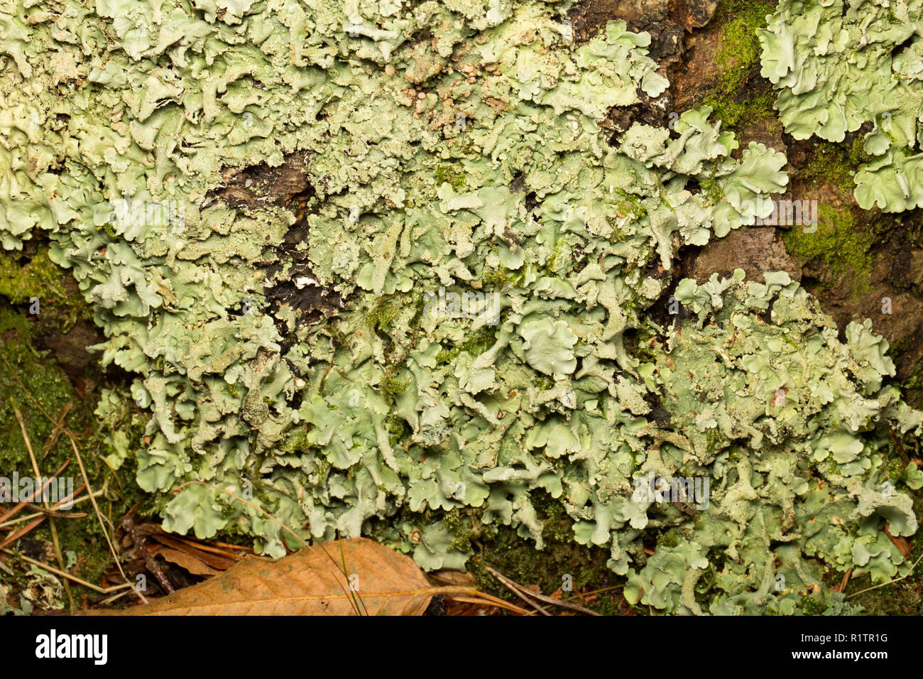 Common Greenshield lichen, Flavoparmelia caperata, growing on the base of a tree in woodlands in Dorset England UK GB Stock Photo