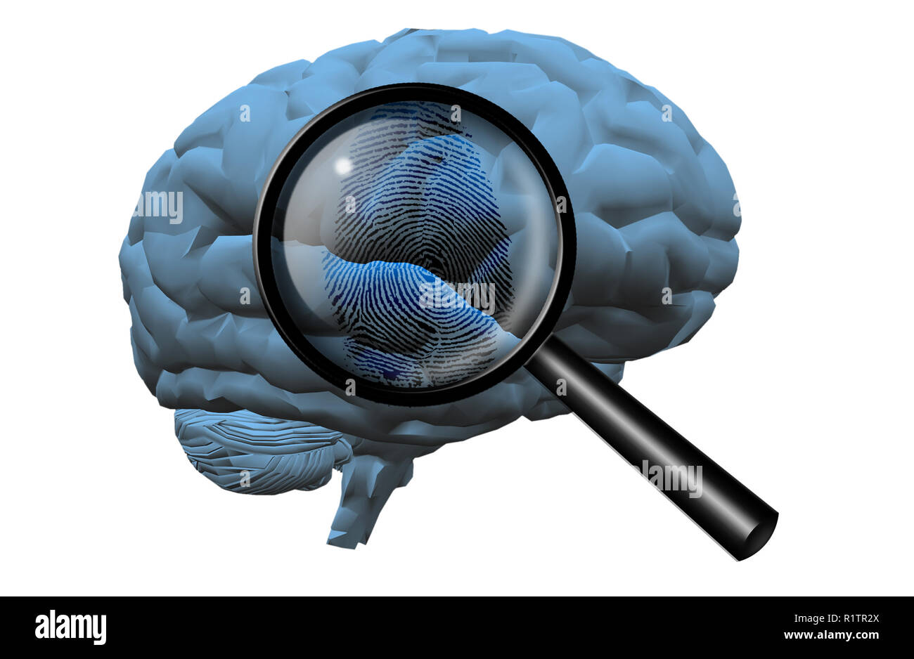 Fingerprint on brain, magnify glass Stock Photo