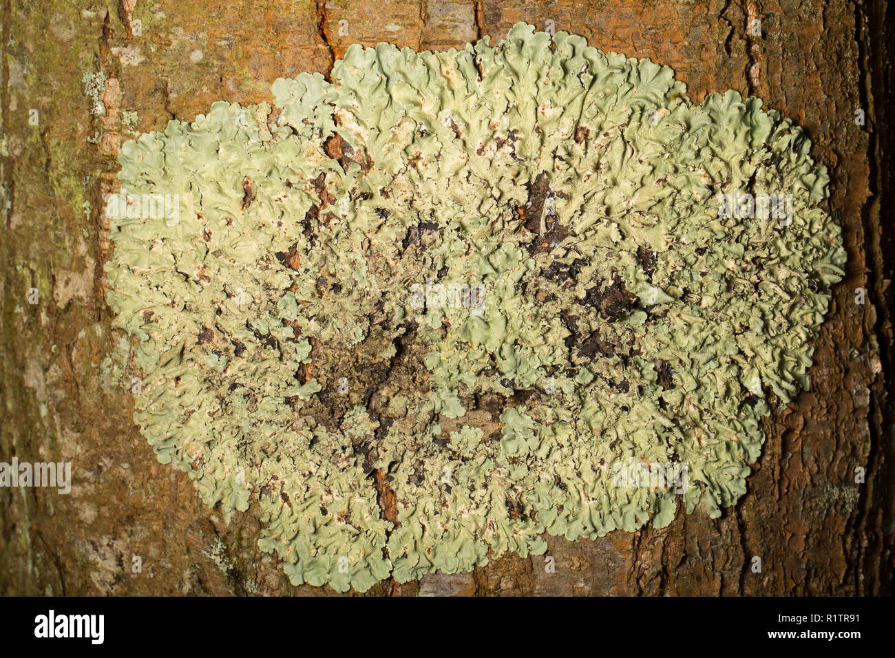 Common Greenshield lichen, Flavoparmelia caperata, growing on the trunk of a tree in rural woodlands. Dorset England UK GB Stock Photo
