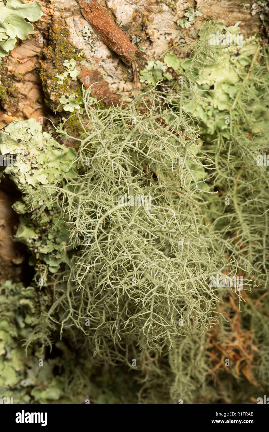 A lichen of the genus Usnea growing on the trunk of a tree in rural woodlands. Lichens are sensitive to air pollution. Dorset England UK GB Stock Photo