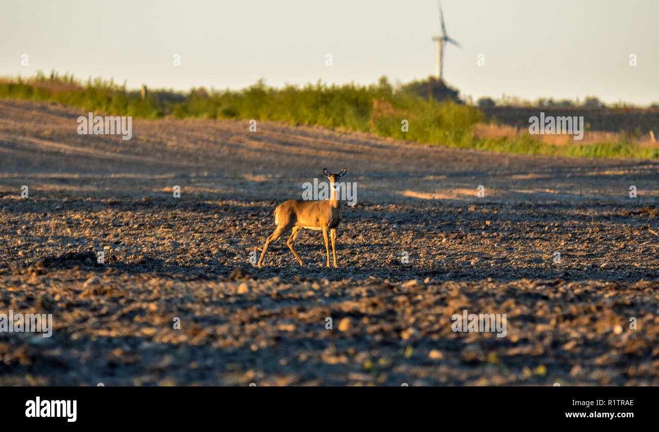 A white tail doe, found this deer in a field. It was a cool fall moring and the golden light of the sun had just peaked over the horizon. Michigan. Stock Photo