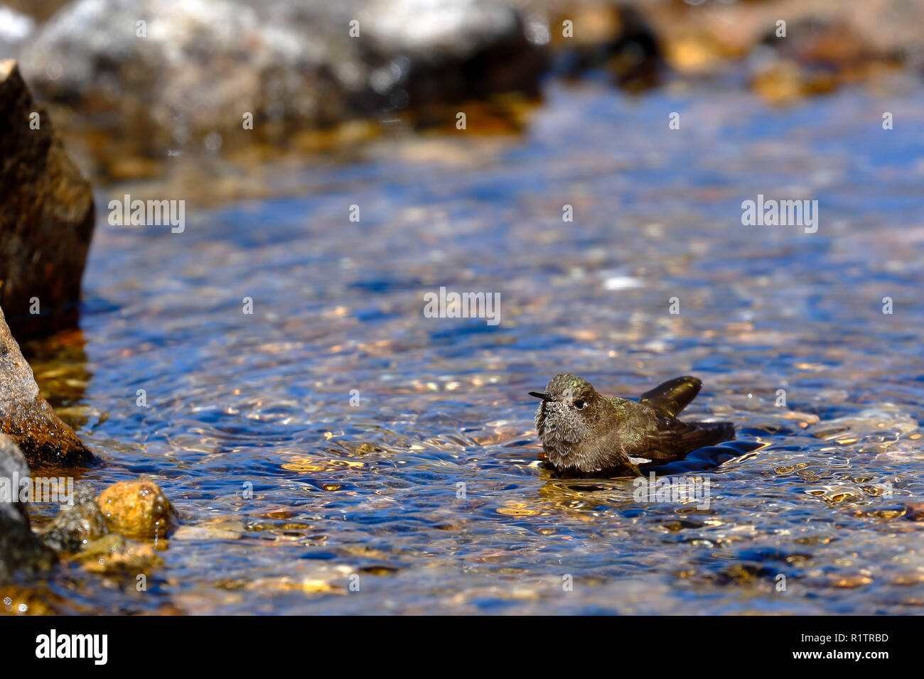 olivaceous Thornbill (Chalcostigma olivaceum) perched on the water taking a bath during the day. Stock Photo