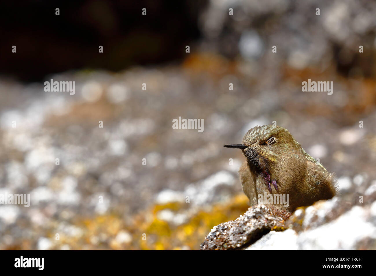 olivaceous Thornbill (Chalcostigma olivaceum) perched on a rock in the Andean heights. Stock Photo