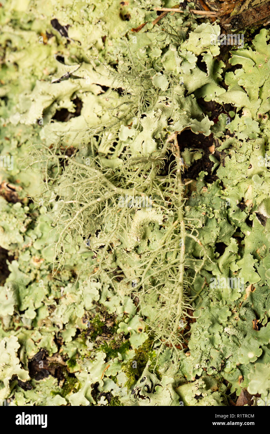 A lichen of the genus Usnea growing on the trunk of a tree in rural woodlands. Covering the trunk beneath it is common greenshield lichen, Flavoparmel Stock Photo