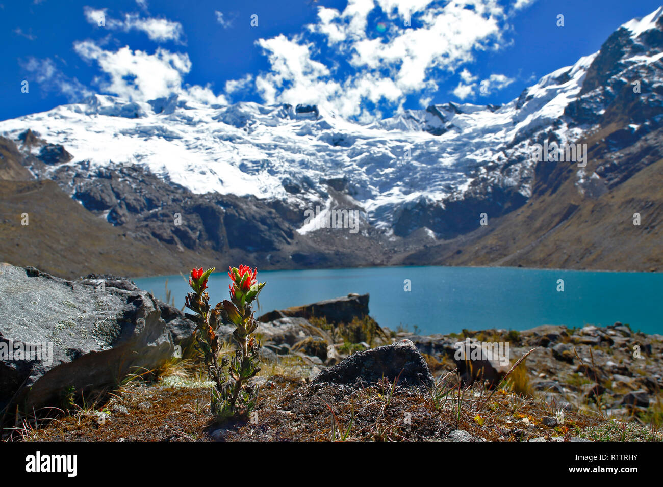 Beautiful Andean landscape in front of the Cochas mountain, in the foreground a native flower (Castilleja nubigena) and a lagoon. Stock Photo