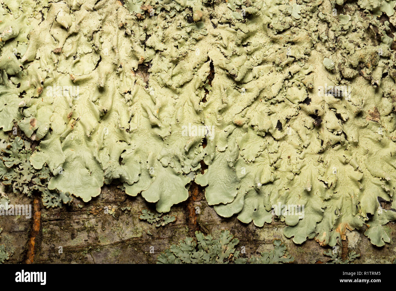 Common Greenshield lichen, Flavoparmelia caperata, growing on Stock Photo