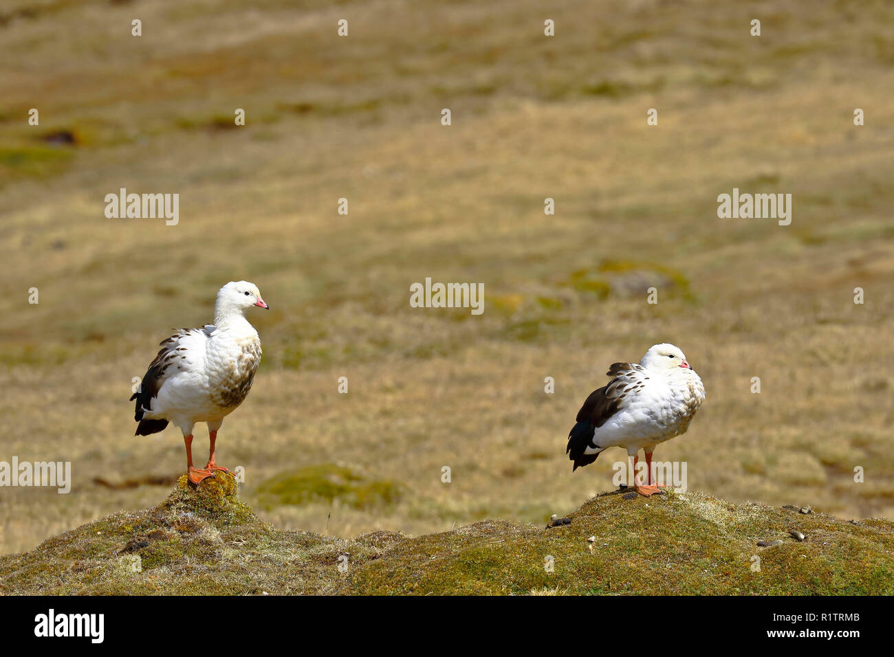 Pair of Andean goose (Chloephaga melanoptera) perched on the grassland in its natural environment in the puna. Stock Photo