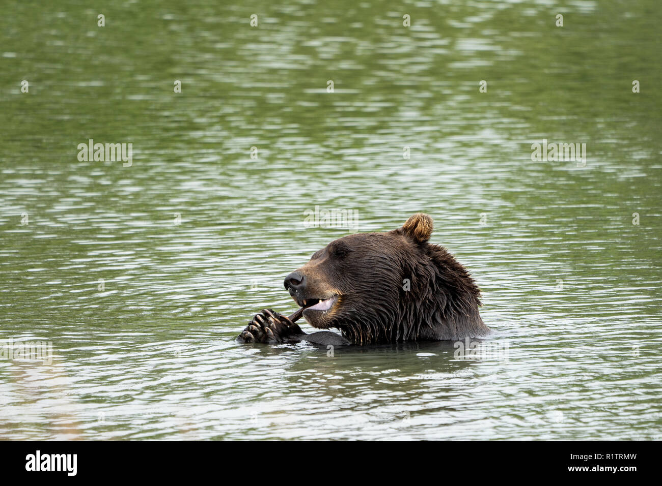 Alaskan black bears hires stock photography and images Alamy