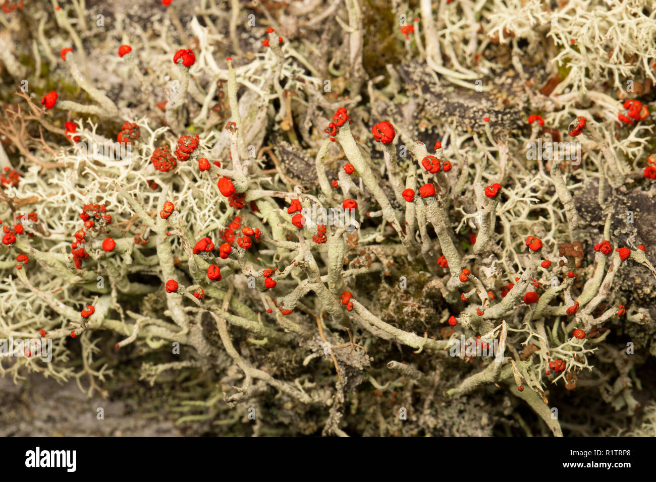 Cladonia floerkeana lichen growing on an old tree stump in coniferous, rural woodlands. Lichens are sensitive to air pollution. C. floerkeana is an ex Stock Photo