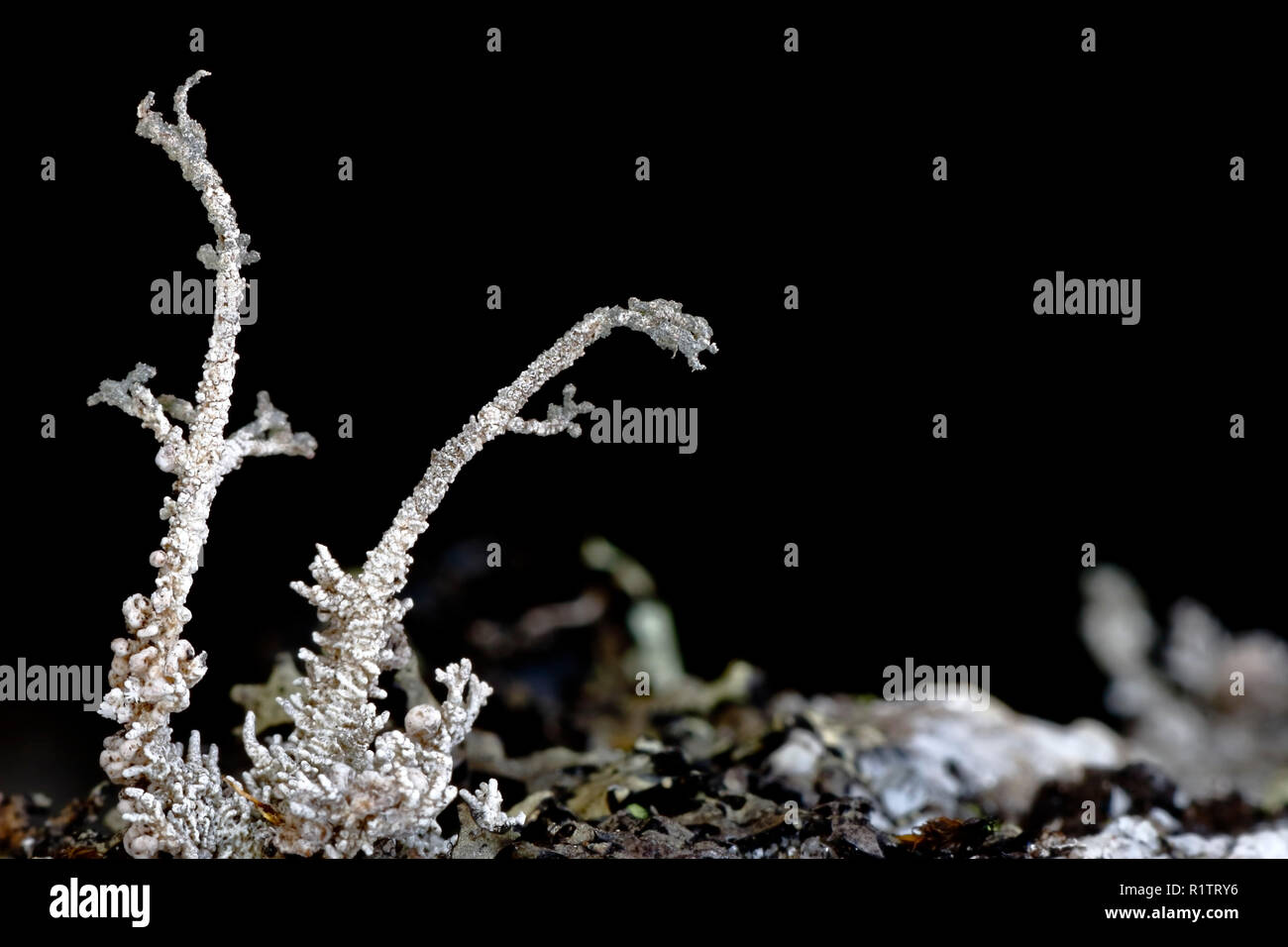 Beautiful macro detail of an Andean lichen of snow (Stereocaulon sp.) in its natural environment. Stock Photo