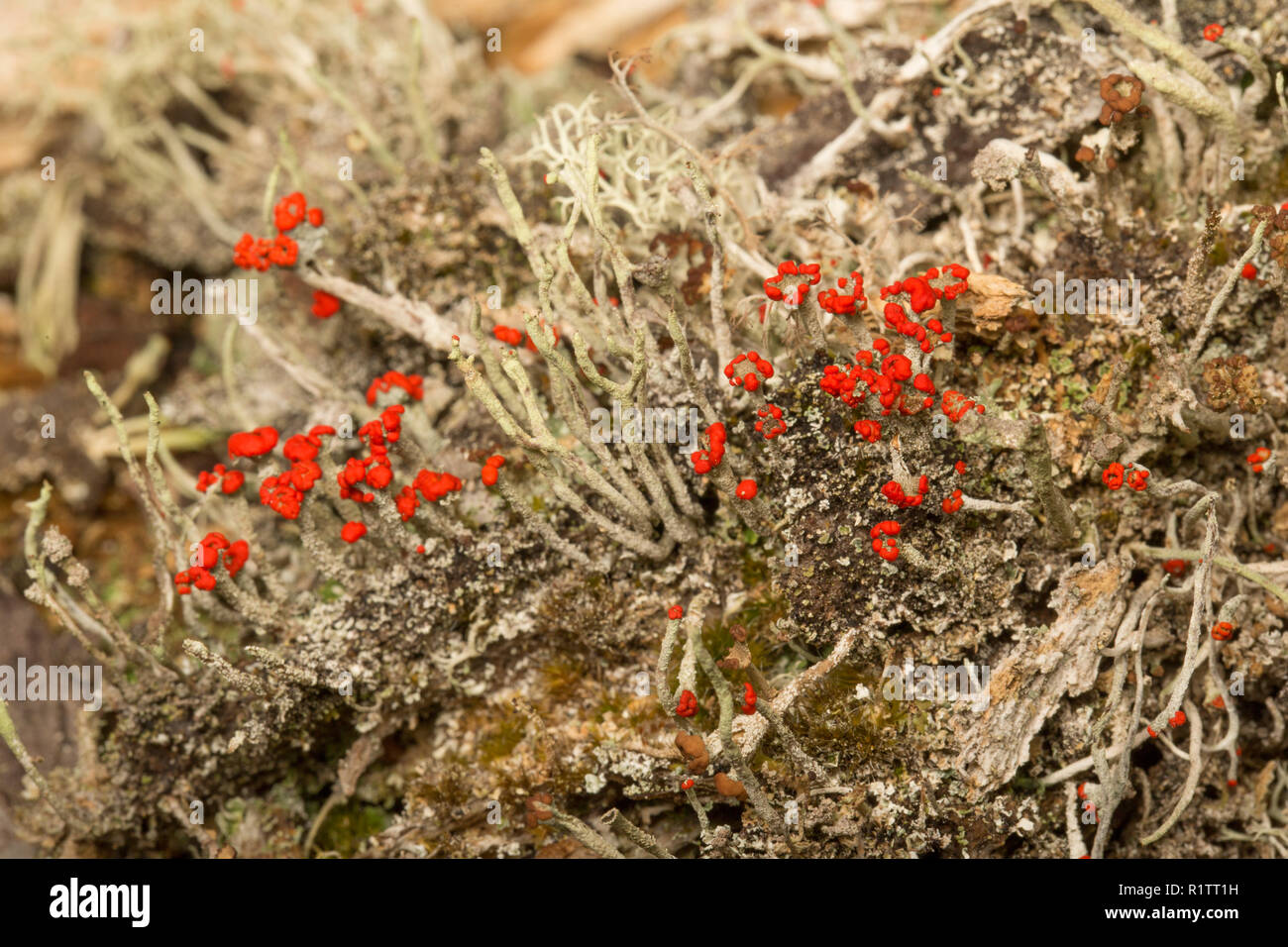Cladonia floerkeana lichen growing on an old tree stump in coniferous, rural woodlands. Lichens are sensitive to air pollution. C. floerkeana is an ex Stock Photo