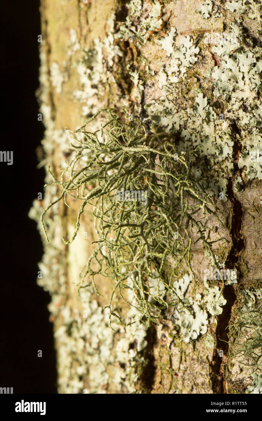 A lichen of the genus Usnea growing on the trunk of a tree in rural woodlands. Lichens are sensitive to air pollution. Dorset England UK GB Stock Photo