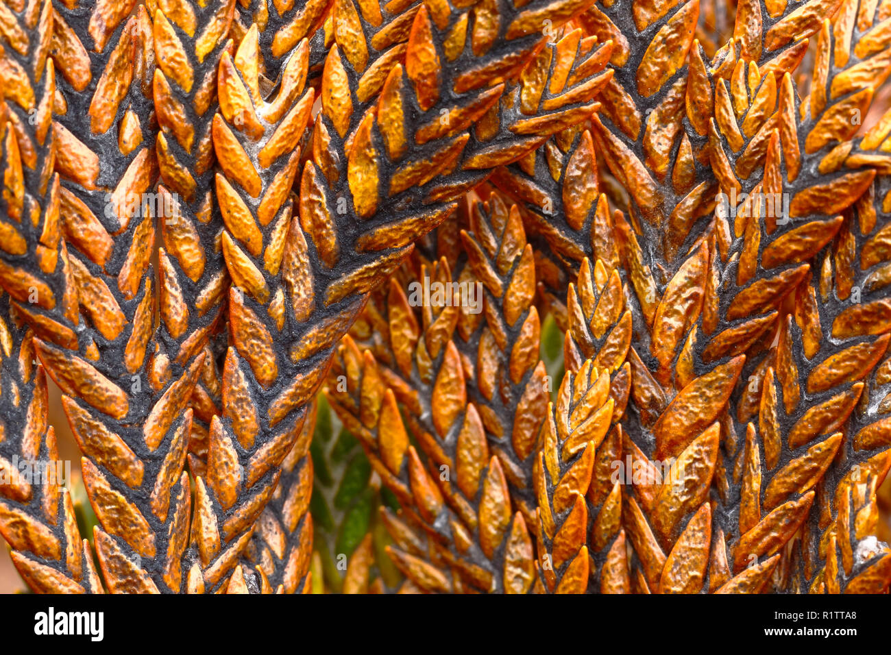 Beautiful macro detail in its natural environment of an Andean plant (loricaria sp.). Stock Photo