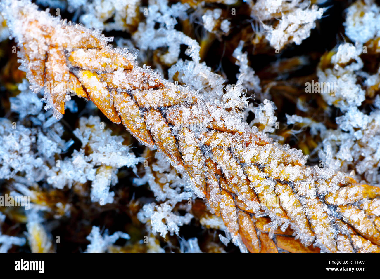 Beautiful macro detail in its natural environment of an Andean plant (loricaria sp.) That is frozen by the low temperatures of its environment. Stock Photo