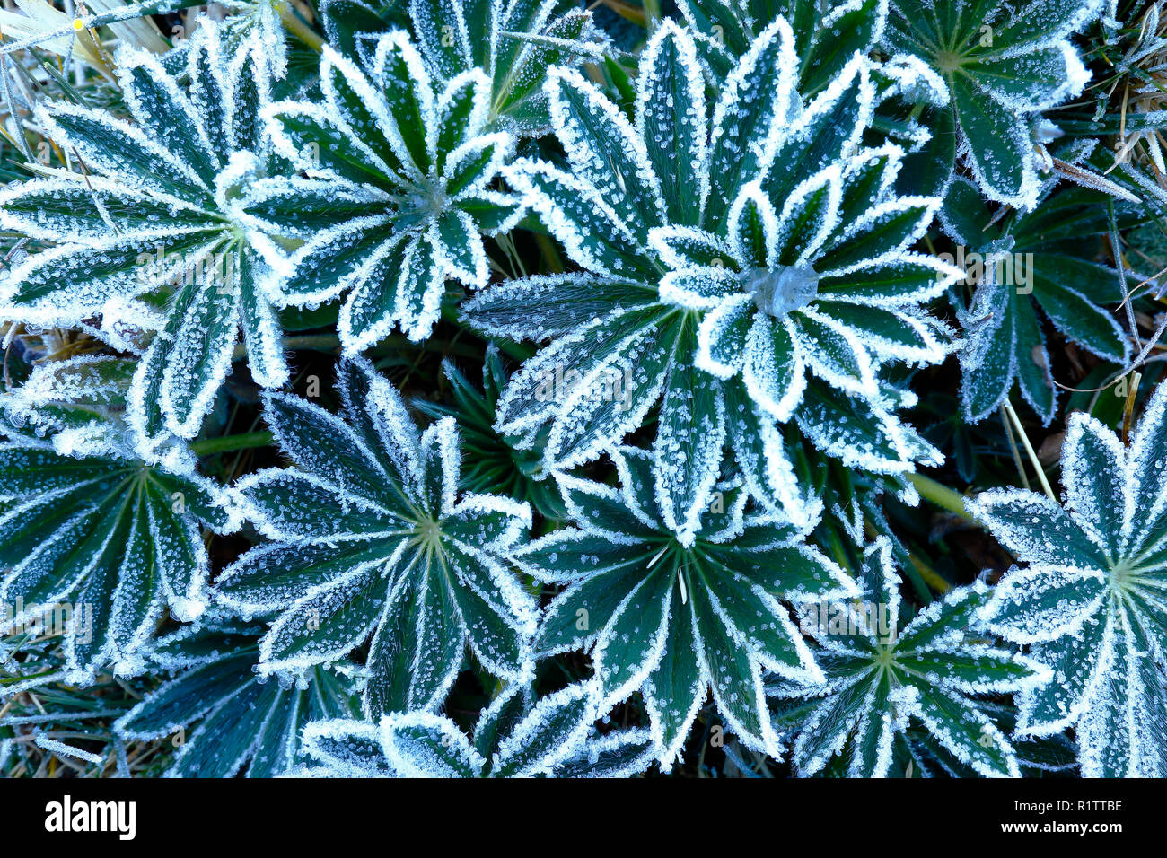 Andean plant (lupinus weberbaueri) recorded in its natural environment at dawn when it is frosted by the extreme cold. Stock Photo
