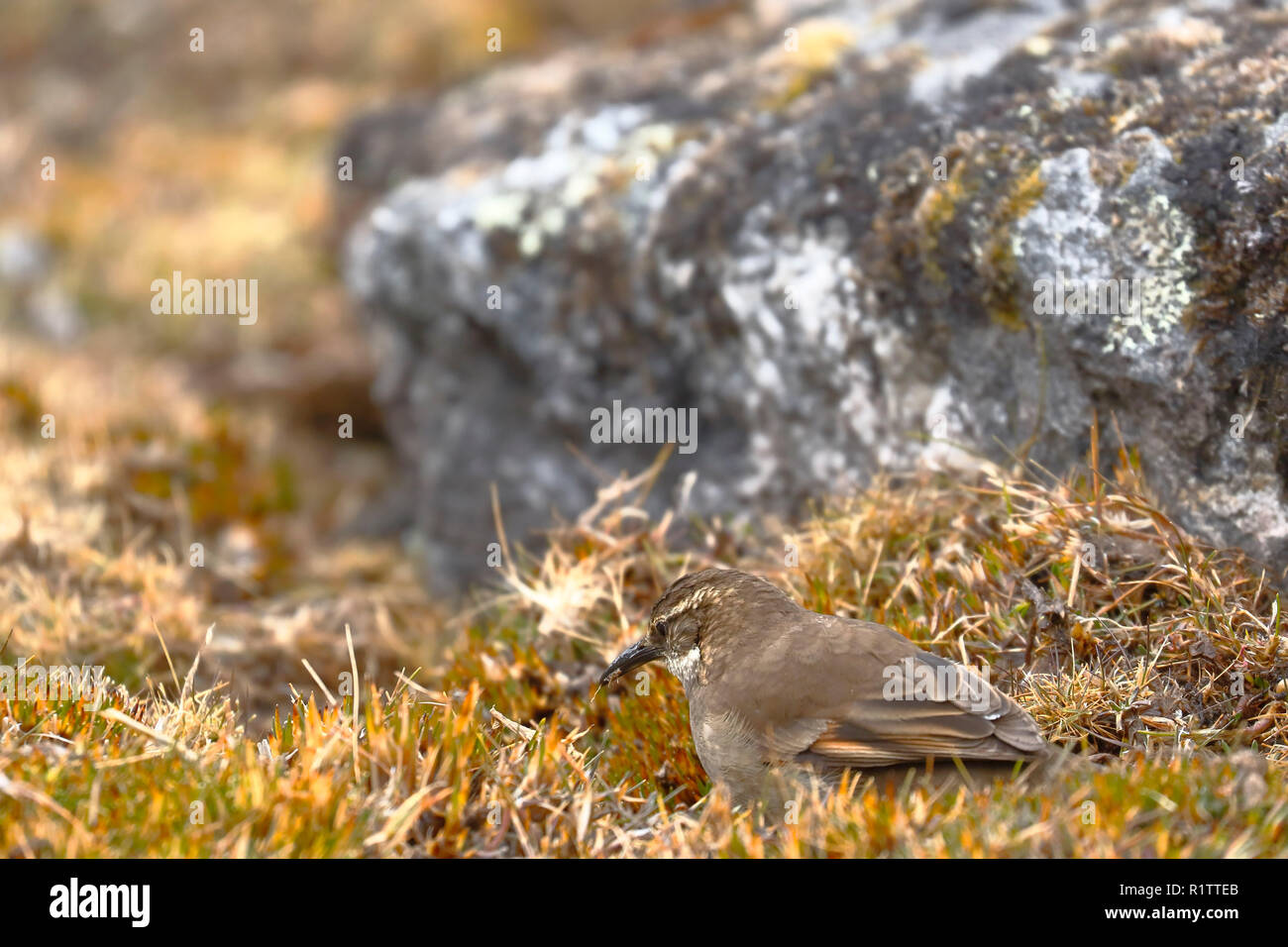 Beautiful specimen of Royal cinclodes (Cinclodes that is in