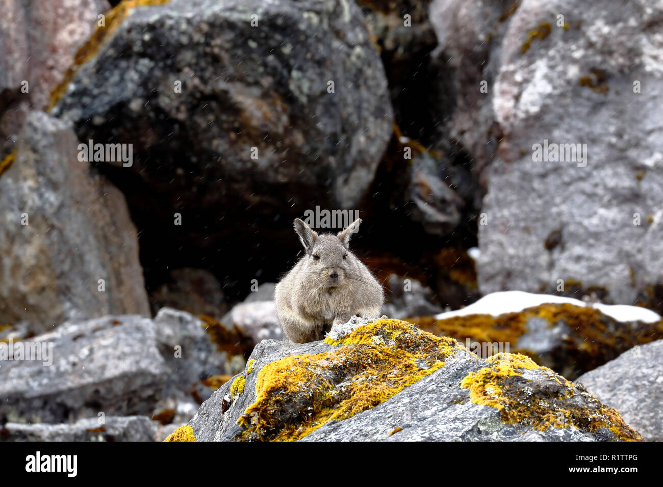Vizcacha peruana (Lagidium Peruanum Stock Photo Alamy