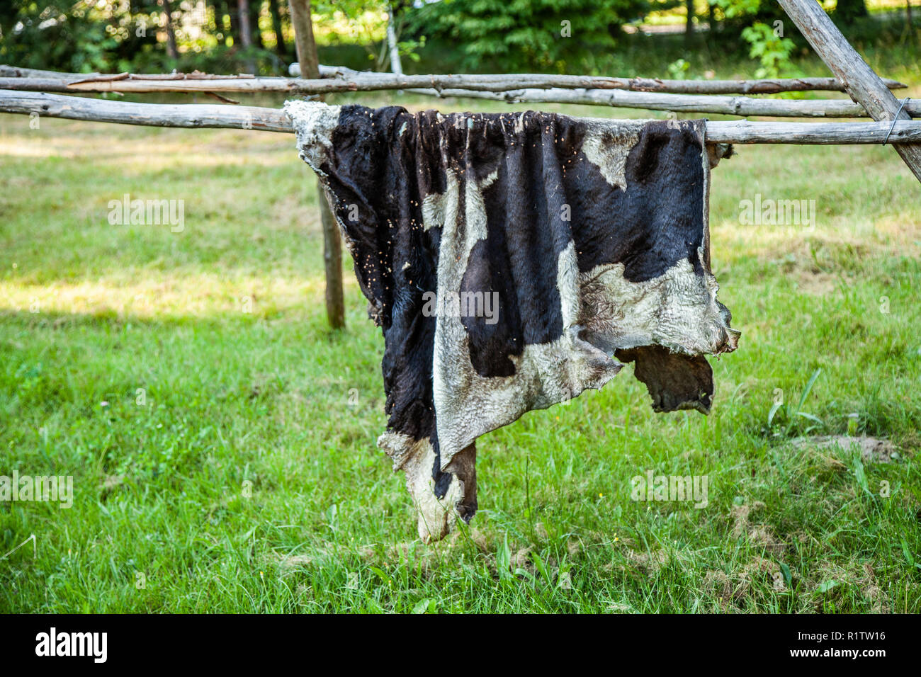 Cow hide, bull, Drying cow hides in nature Stock Photo Alamy