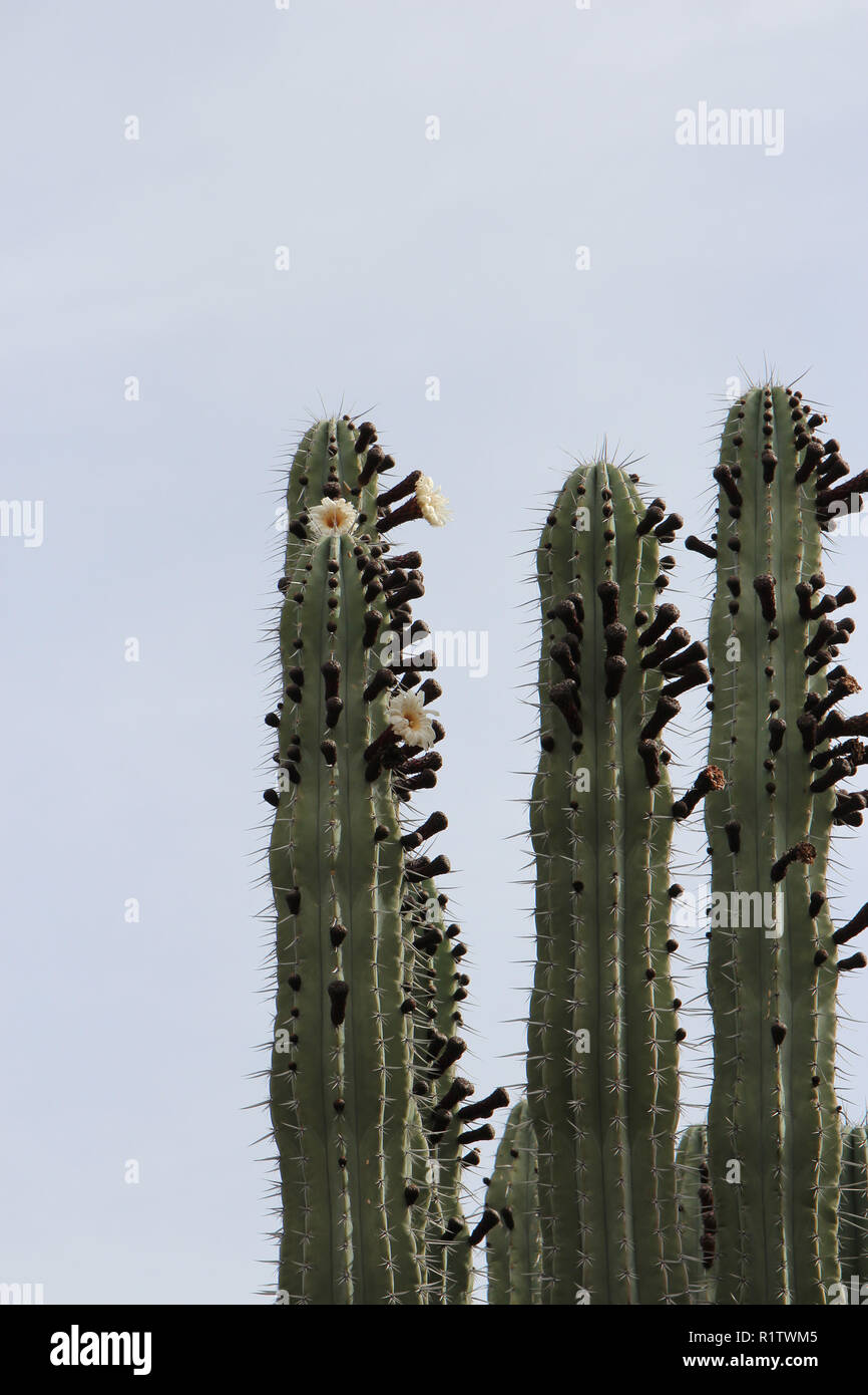Three large Saguaro cacti covered with flower buds and several blooming