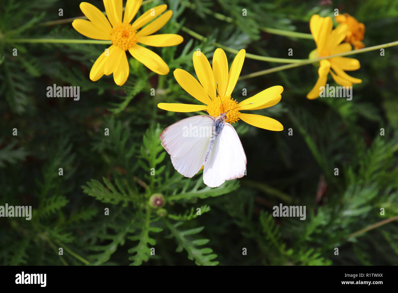 Close up of a Large Cabbage White Butterfly feeding on a Euryops pectinatus flower Stock Photo