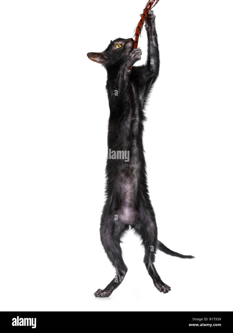 Cute young Lykoi / werewolf cat kitten standing / jumping on back paws catching a feather. Isolated on a white background. Stock Photo
