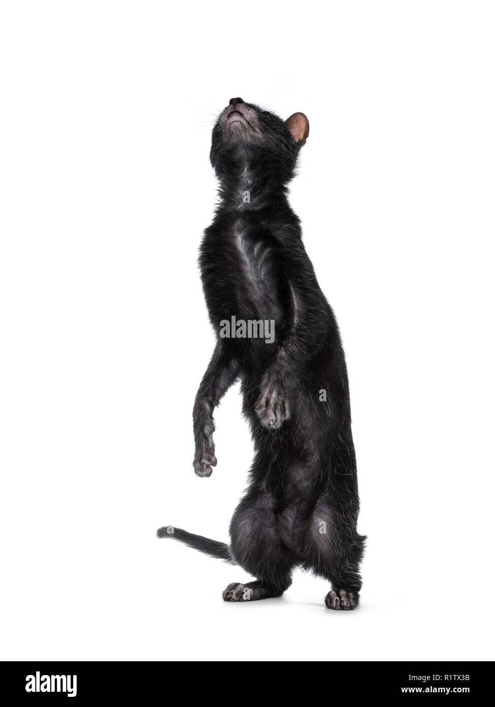 Cute young Lykoi / werewolf cat kitten standing / jumping on back paws. Isolated on a white background. Stock Photo