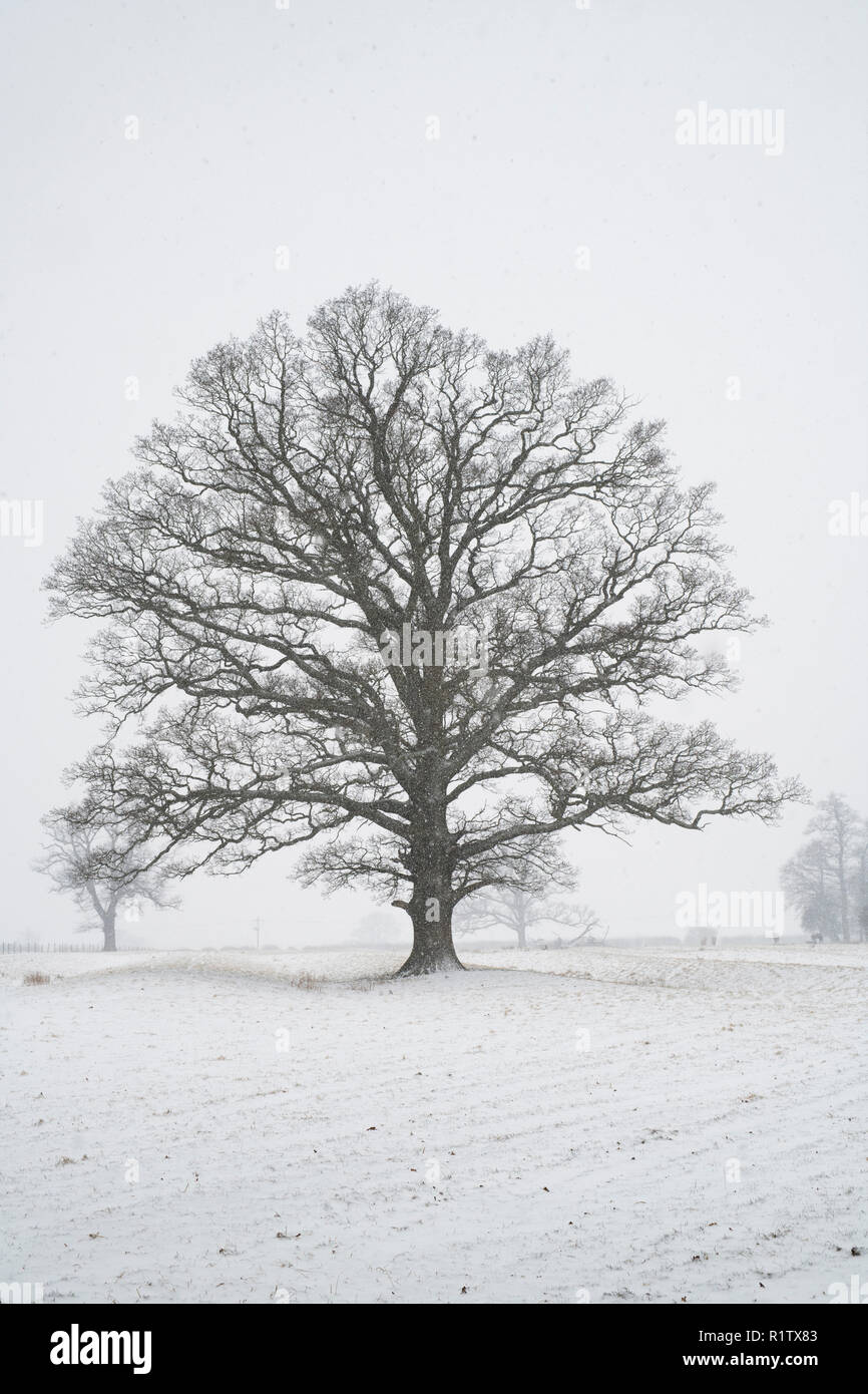 Quercus robur. Oak tree in the winter snow in the english countryside. Kings Sutton, Northamptonshire. UK. A scene taken in different seasons Stock Photo