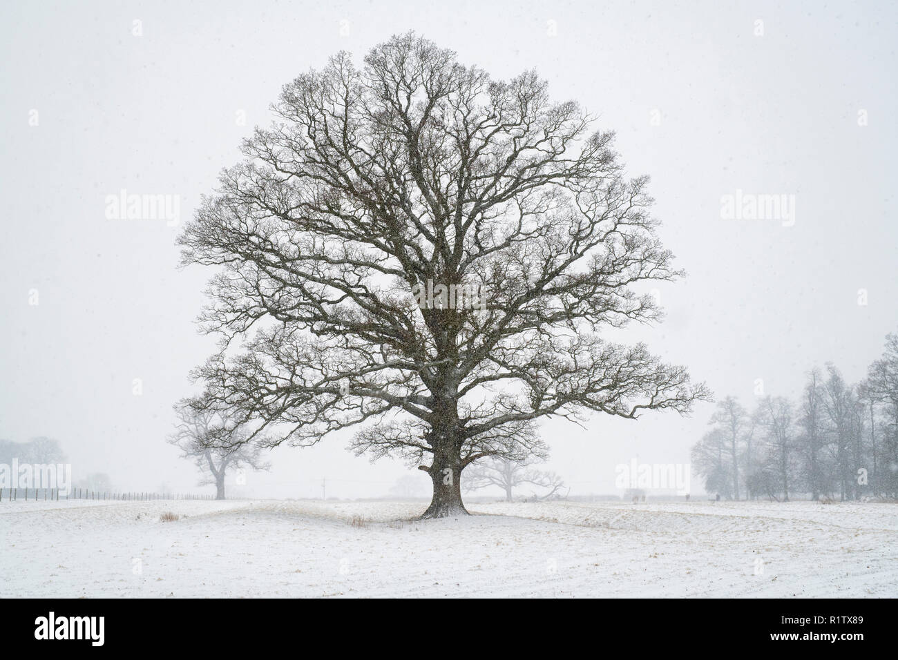 English oak tree in winter hires stock photography and images Alamy
