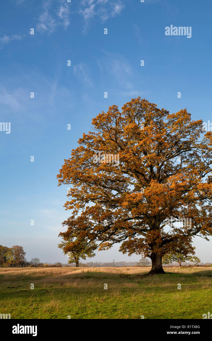 Quercus robur. Oak tree in autumn in the english countryside. Kings Sutton, Northamptonshire. UK Stock Photo