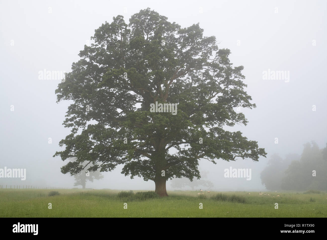 Quercus robur. Oak tree in the early morning summer fog in the english countryside. Kings Sutton, Northamptonshire. UK Stock Photo