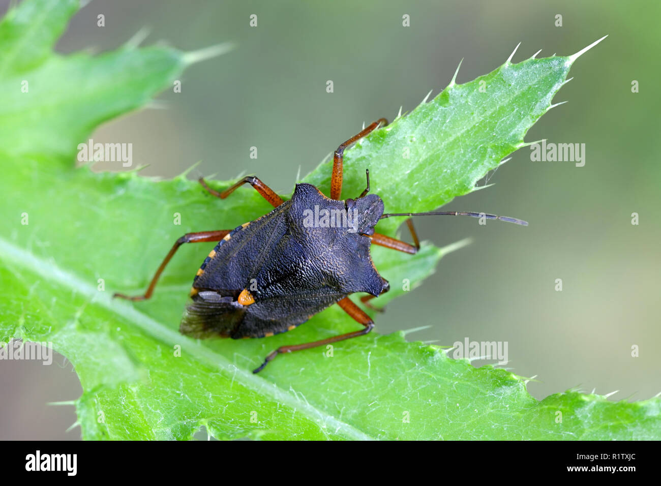 Forest bug or red-legged shieldbug, Pentatoma rufipes Stock Photo - Alamy