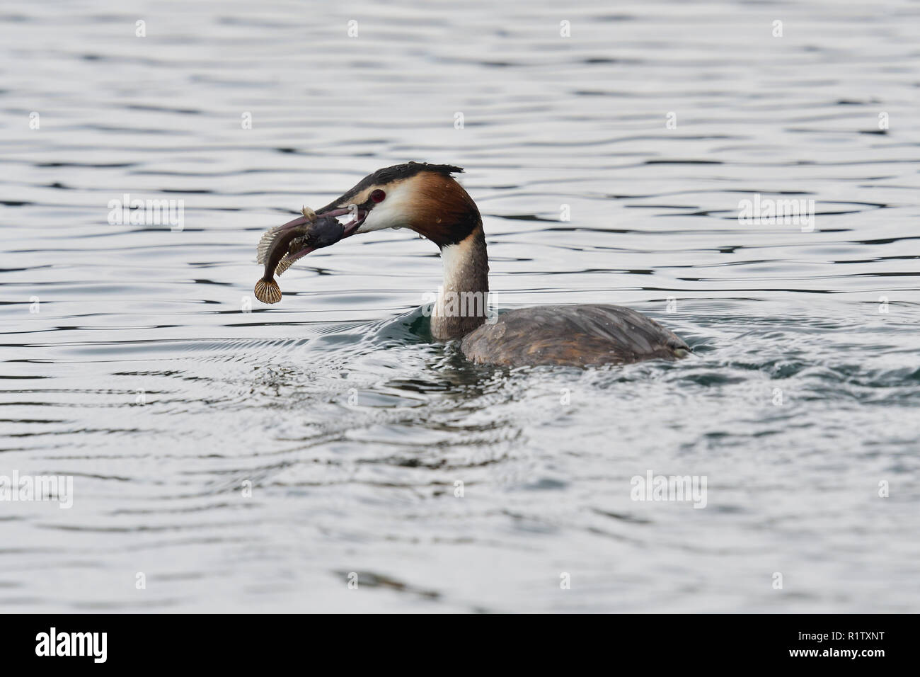 Portrait of a great crested grebe (podiceps cristatus) swimming in the water with a fish in it's mouth Stock Photo