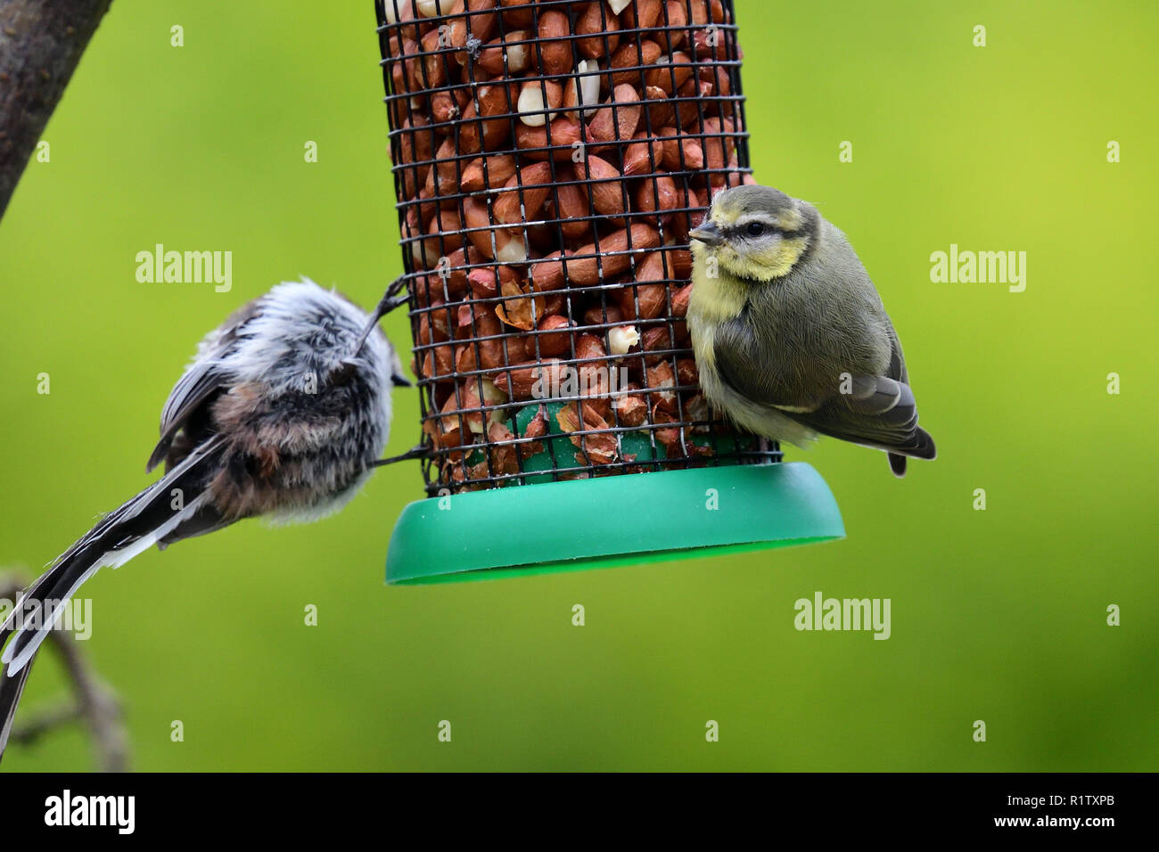 Songbirds feeding on a bird feeder in the garden Stock Photo Alamy