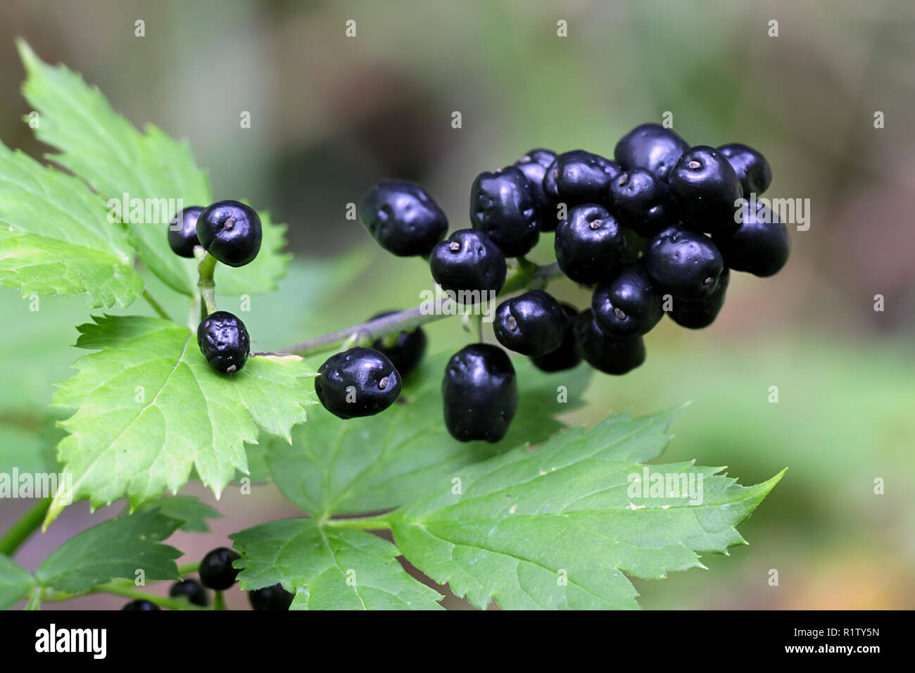 Baneberry or herb Christopher, Actaea spicata, an extremely poisonous plant Stock Photo