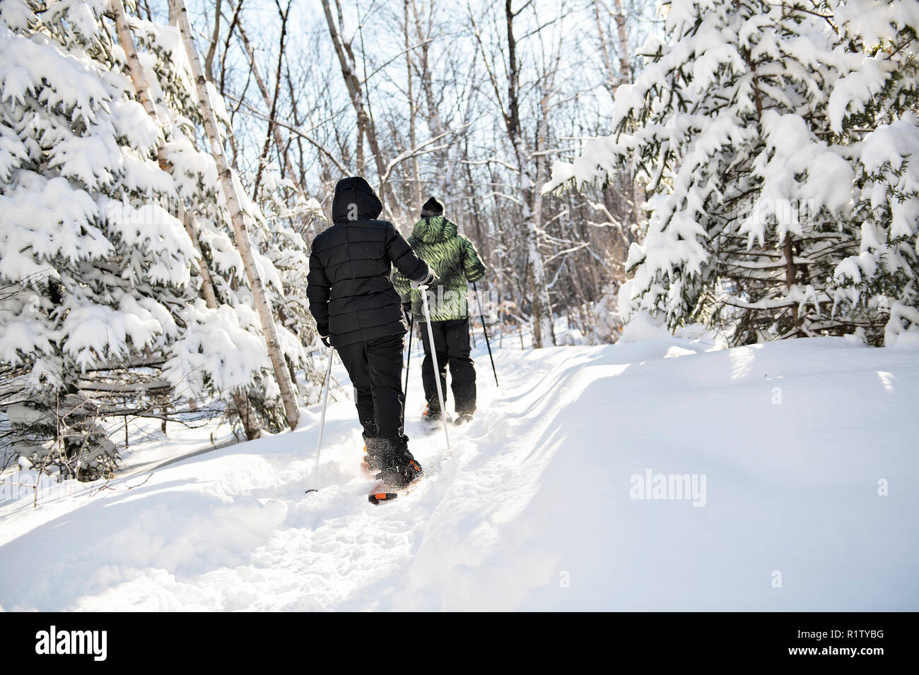 Two snowshoes people in forest from back Stock Photo