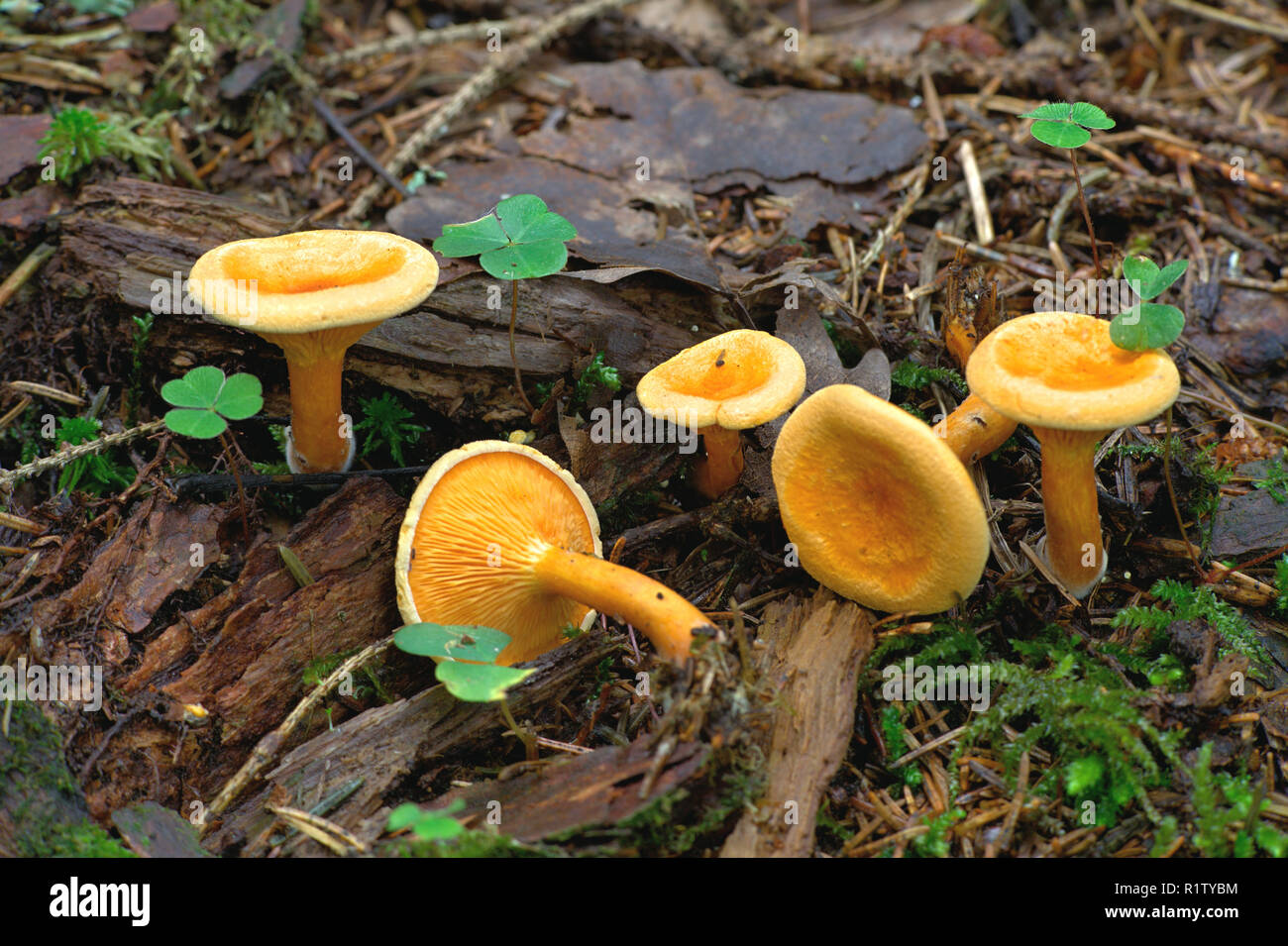 Hygrophoropsis aurantiaca, commonly known as the false chanterelle