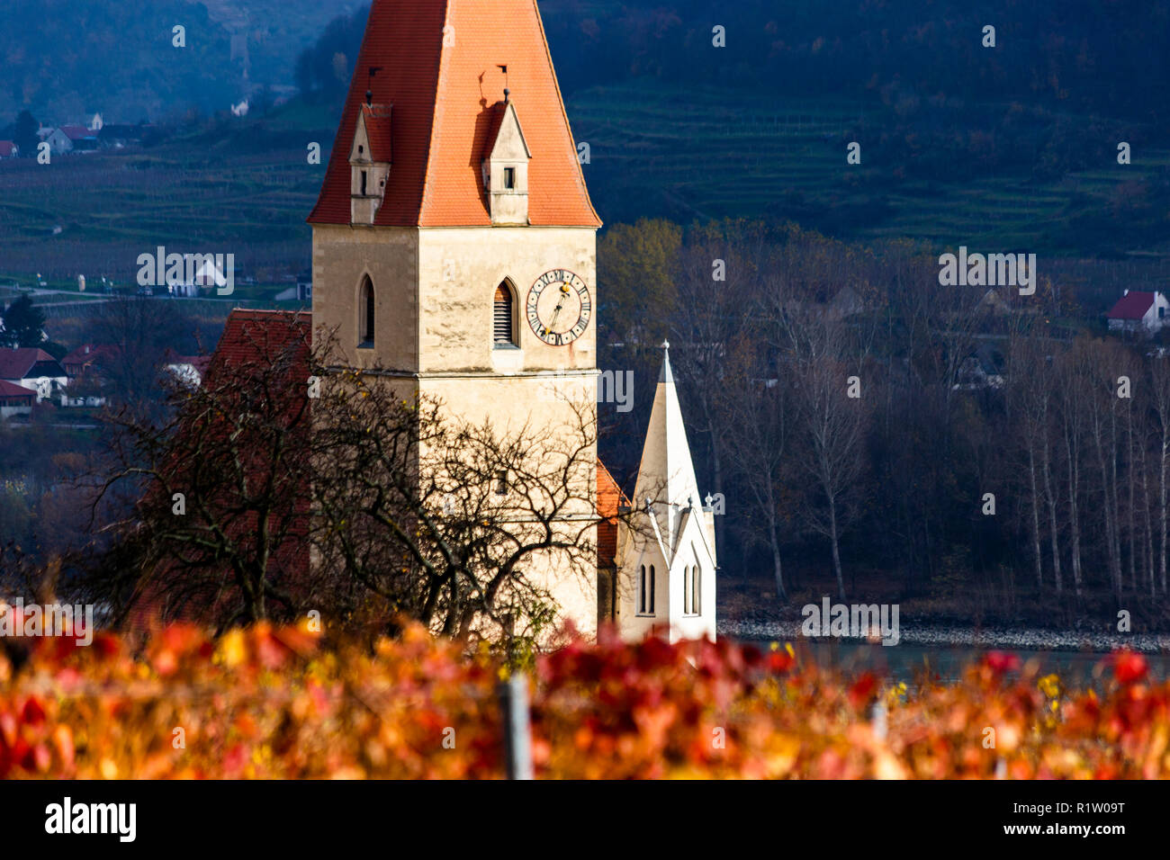 Weissenkirchen. Wachau valley. Lower Austria. Autumn colored leaves and vineyards on a sunny day. Stock Photo