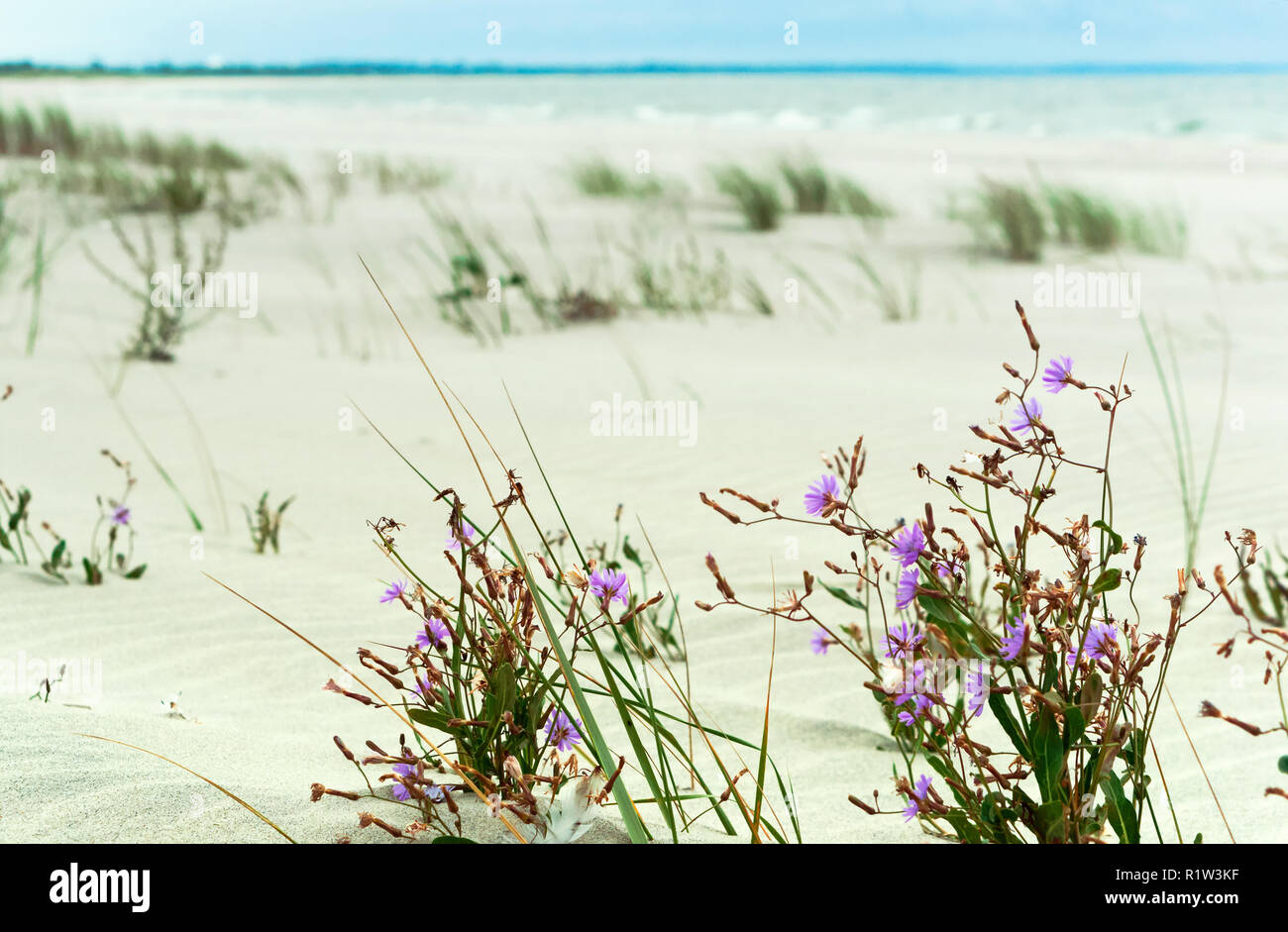 small flowers on the sand, purple flowers on the beach Stock Photo