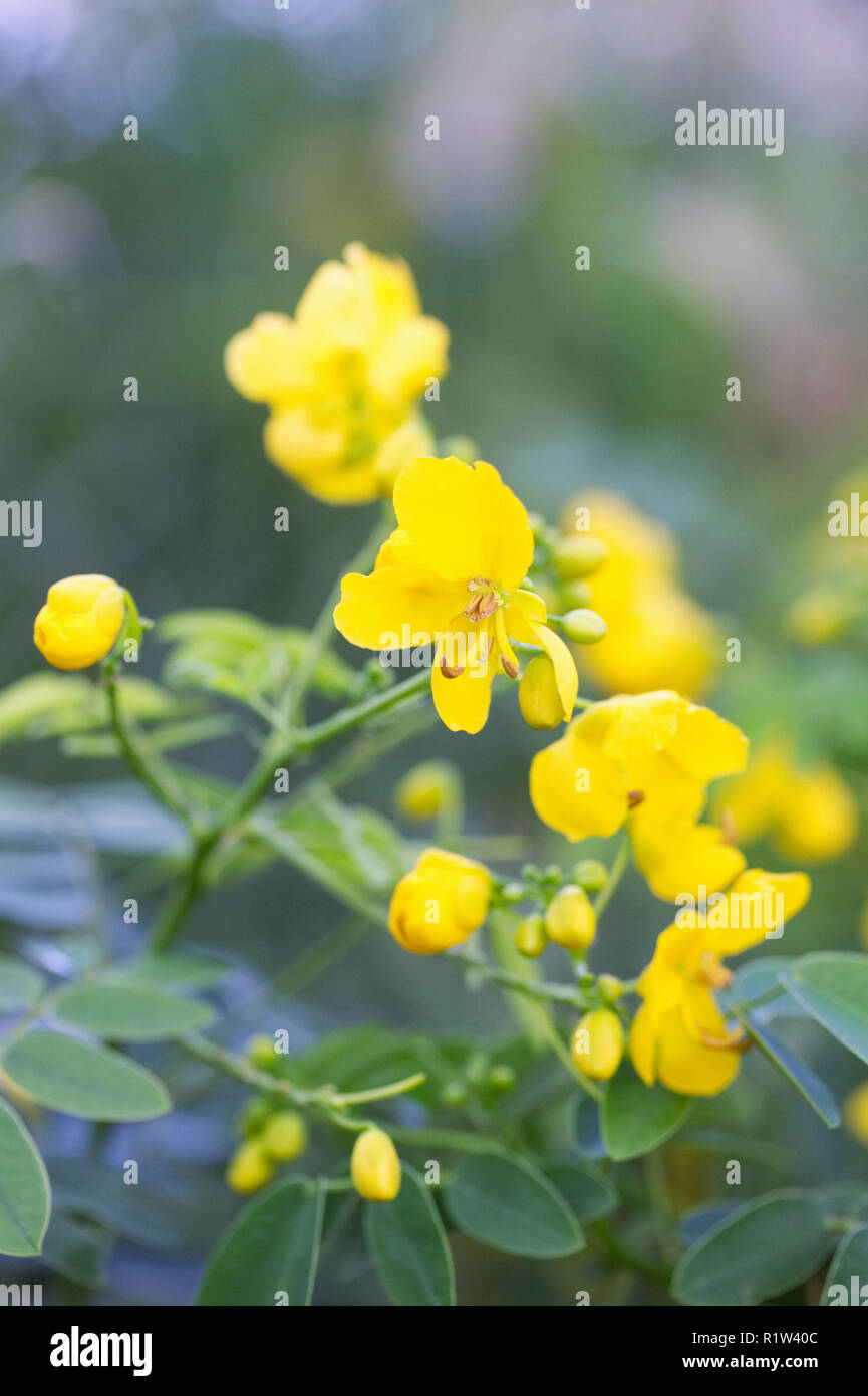 Senna corymbosa flowers. Stock Photo