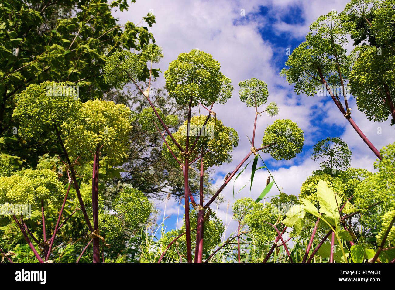 Angelica archangelica, garden angelica or wild celery plant on the sky background. View from the bottom up. Pomerania, Poland. Stock Photo