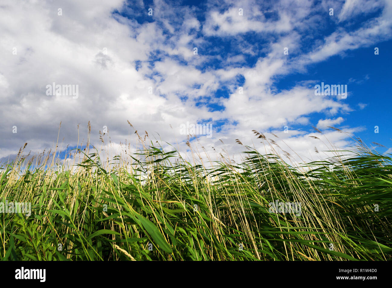 Common reed Phragmites australis on the sky background. View from the bottom up. Pomerania, Poland. Stock Photo