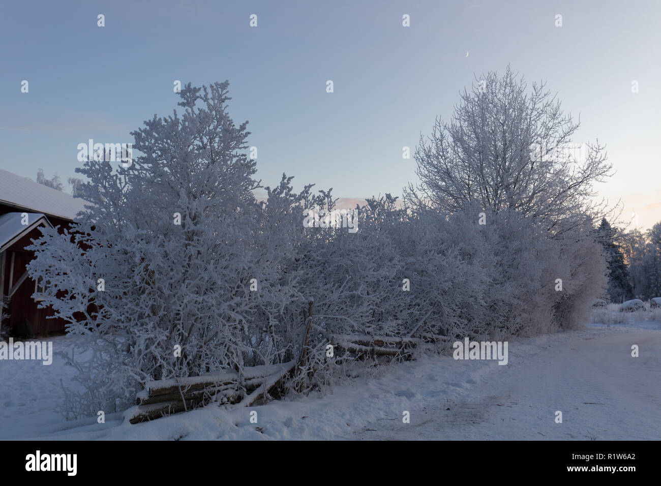 Frosty trees near Kurjenrahka national park, Finland Stock Photo