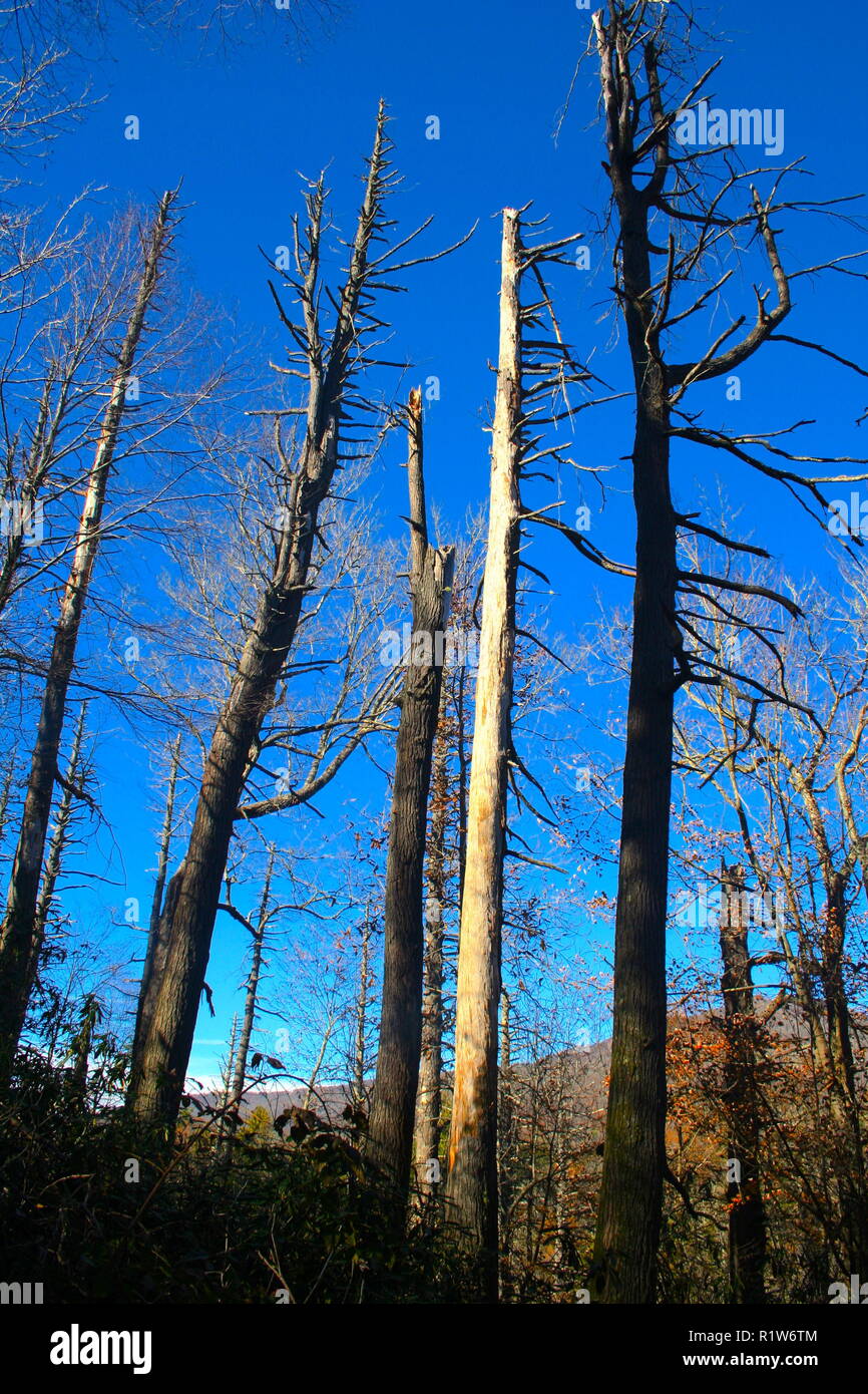 Dead Hemlock Tree Stock Photo