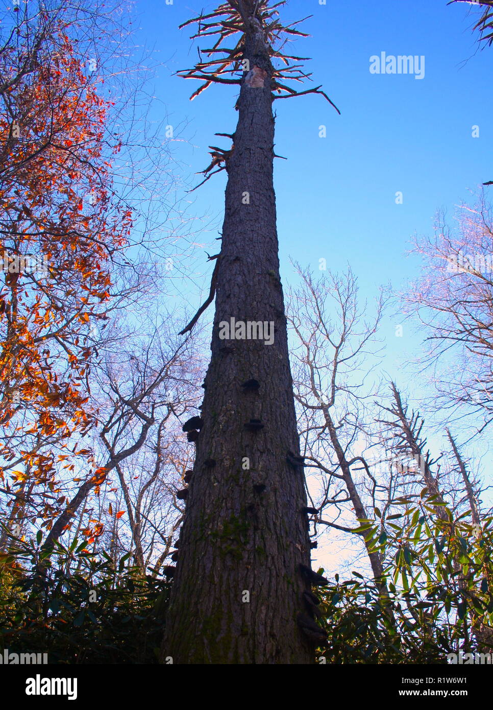 Dead Hemlock Tree Stock Photo Alamy